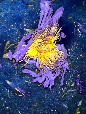 Oshun Sugar Scrub - 8 oz